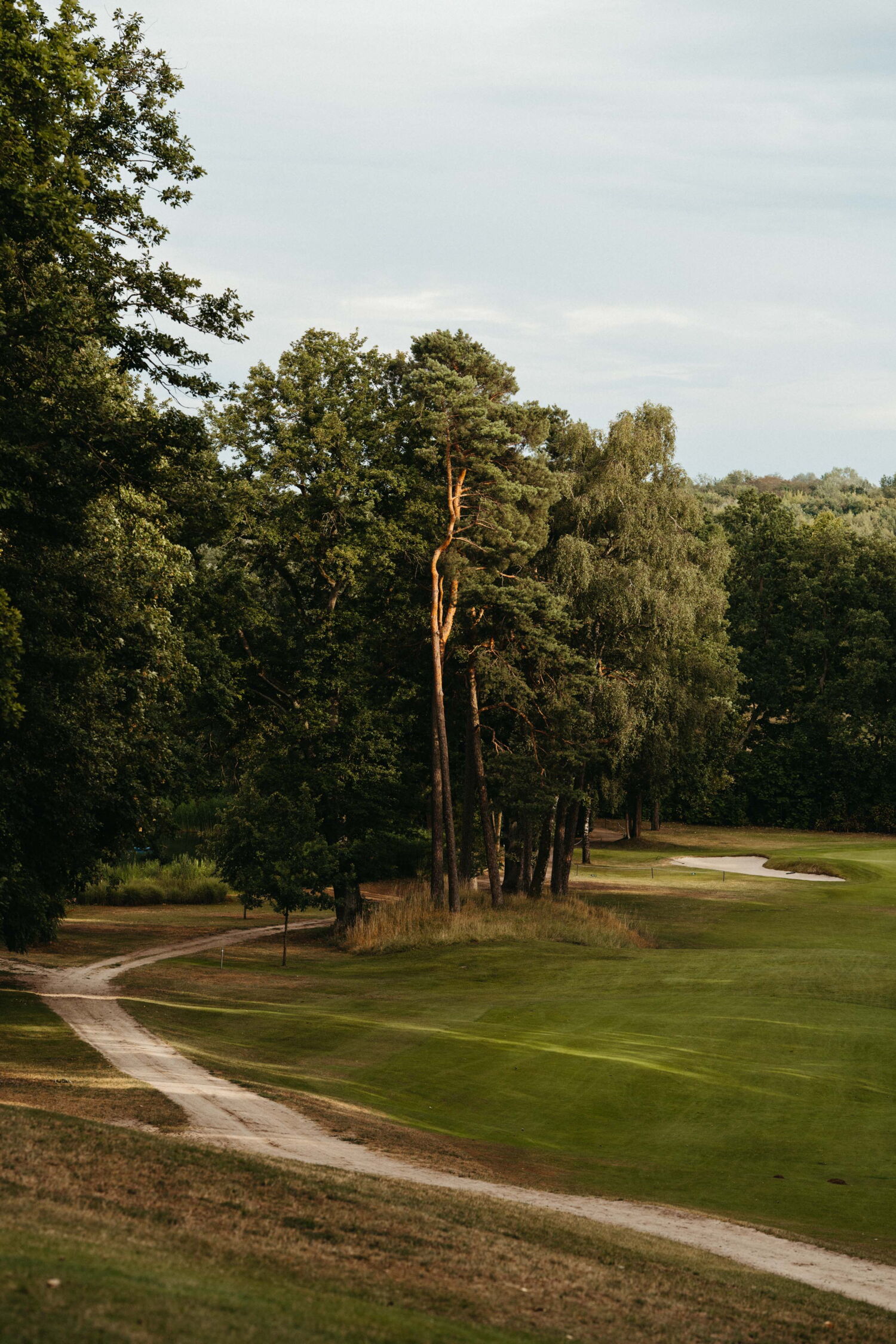 Scenic landscape on the golf course featuring a path, tall pine trees, and a sand bunker in the background.
