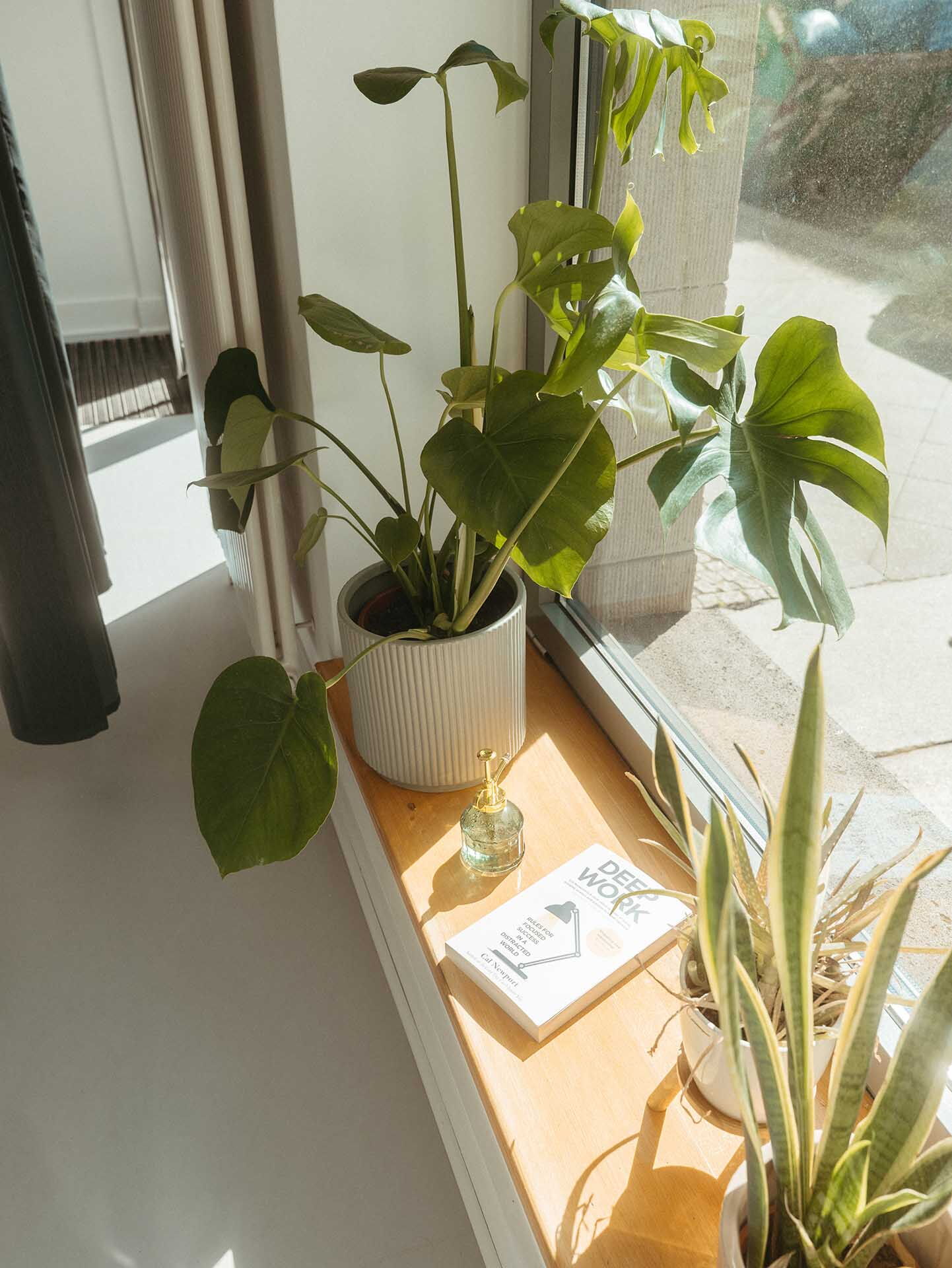 A sunlit windowsill in the Visionary Berlin and Munir Werner studio with a large Monstera plant and the book "Deep Work" creating a bright, creative atmosphere.