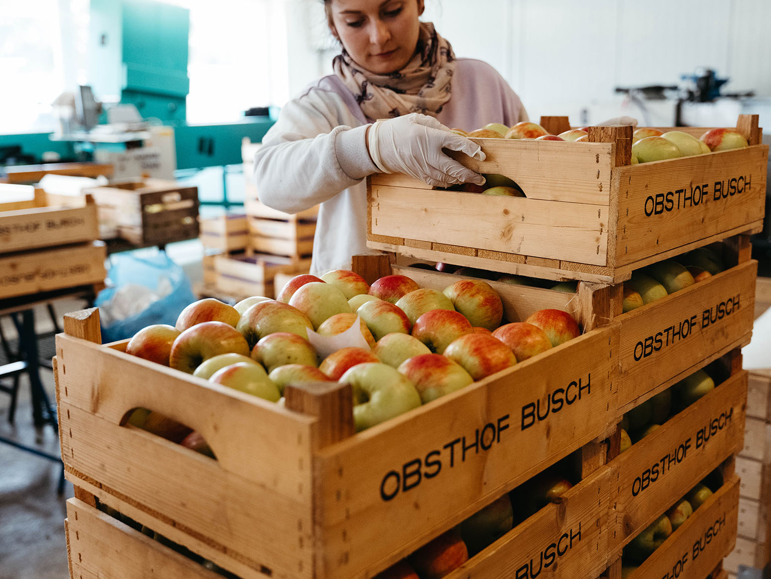 A worker carefully packing freshly harvested apples into wooden crates at the Busch fruit farm.