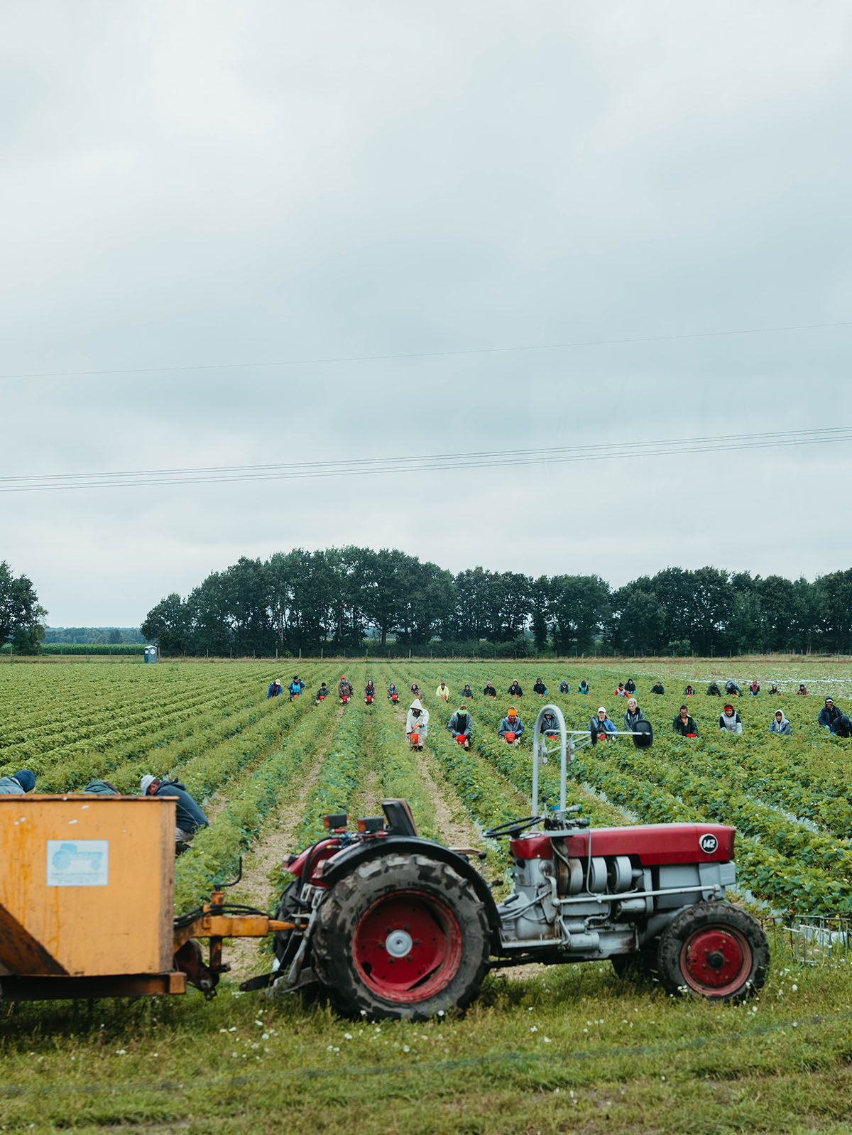 Harvest workers in a vast strawberry field accompanied by a tractor – visit to Obsthof Busch.